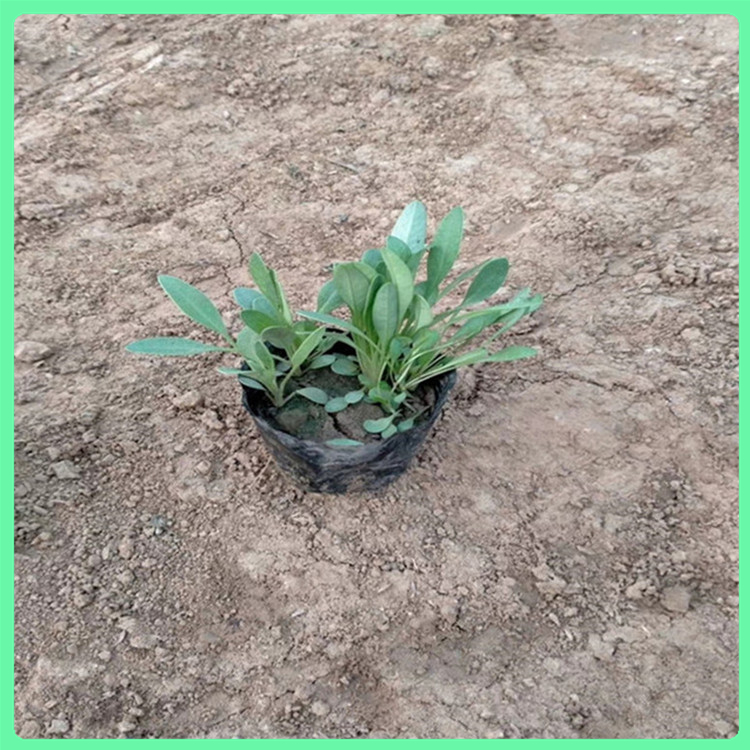 大花金鸡菊观赏花卉 地被园林用苗 基地培育