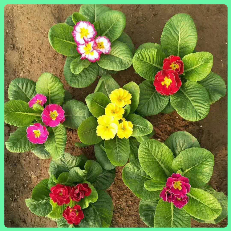 报春花 常年种植公园绿化用苗报春花营养杯苗 山东草花基地