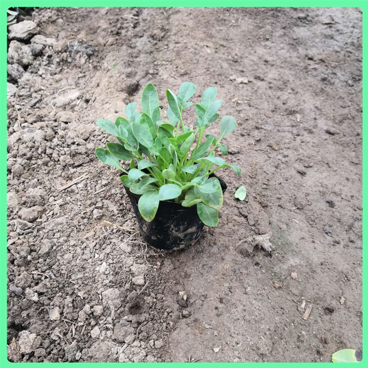 金鸡菊 大量批发大面积绿化苗硫华菊营养杯苗 花坛景观绿化