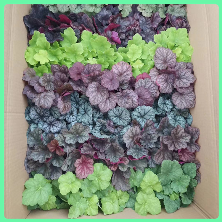   矾根 厂家供应时令草花矾根幼苗 花海工程美化