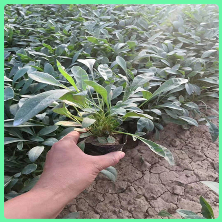   金鸡菊 厂家供应时令草花硫华菊的价格 园林景区绿化