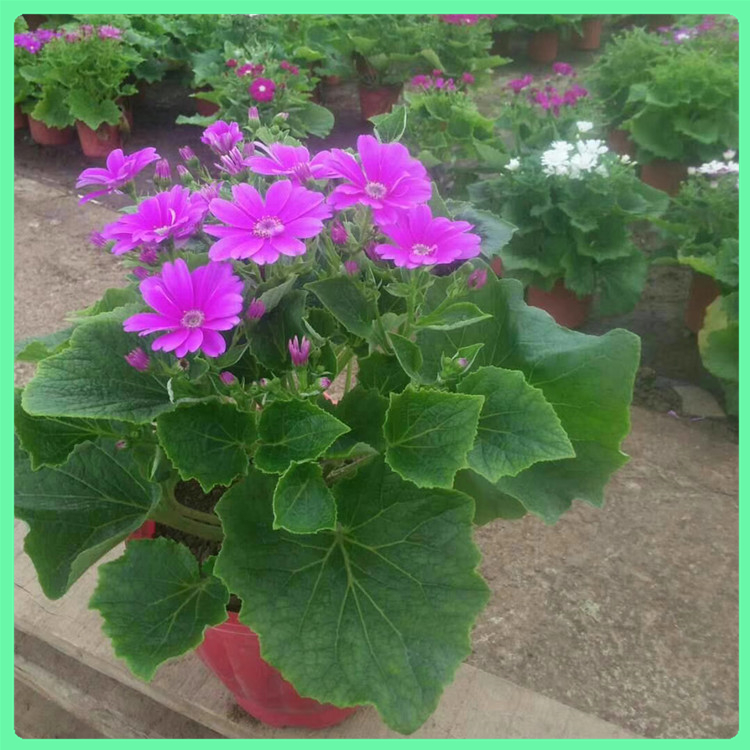 瓜叶菊 厂家供应宿根花卉瓜叶菊的价格 花坛景观绿化