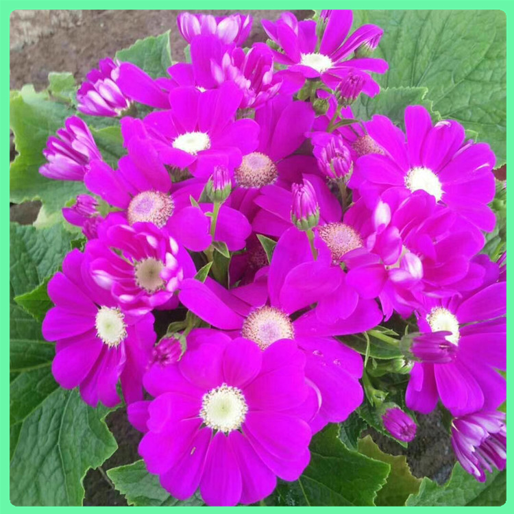 瓜叶菊 常年供应绿化小苗瓜叶菊花卉 绿化苗木工程