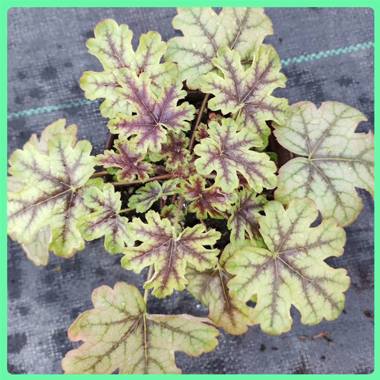 矾根工程苗 多年生植物 浅根生 花卉基地批发