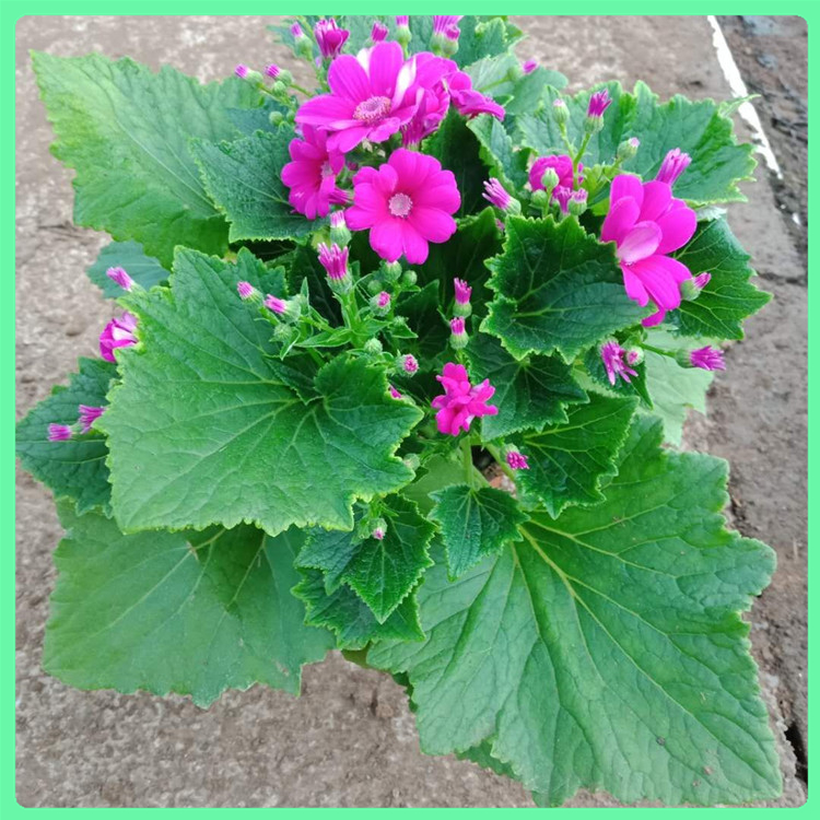瓜叶菊 厂家供应道路绿化用苗瓜叶菊营养杯苗 花坛造型用花