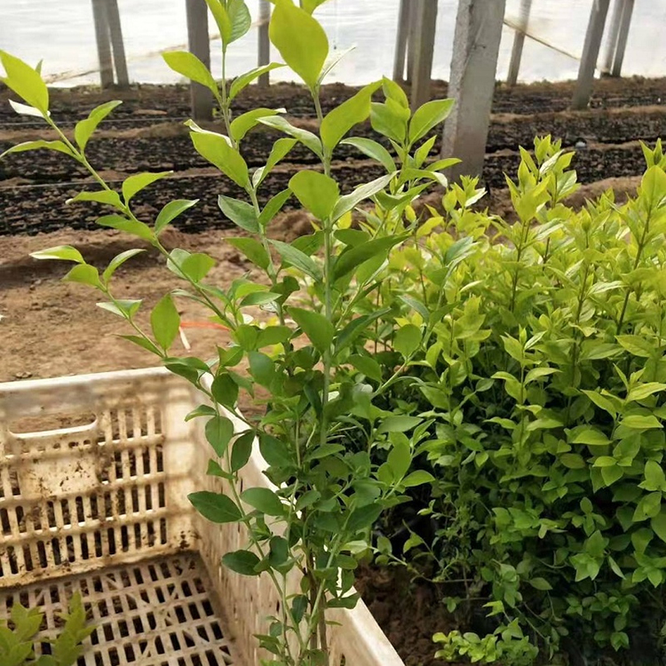 金叶女贞 丛生大叶女贞种植基地