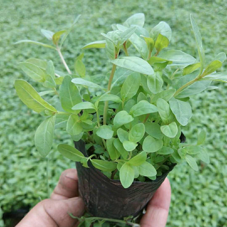 千屈菜 千屈菜批发 湿地绿化 苗圃供应