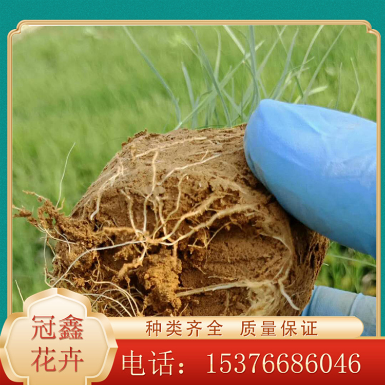 粉黛乱子草花海苗 粉黛乱子草批发 粉黛乱子草量大优惠