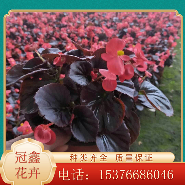 花坛租摆用四季海棠 四季球海棠 四季海棠花苗基地