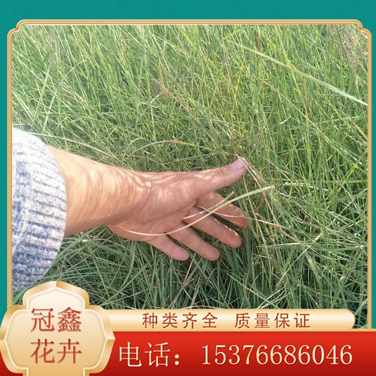 花海观赏苗 粉黛乱子草供应 粉黛乱子草种植基地
