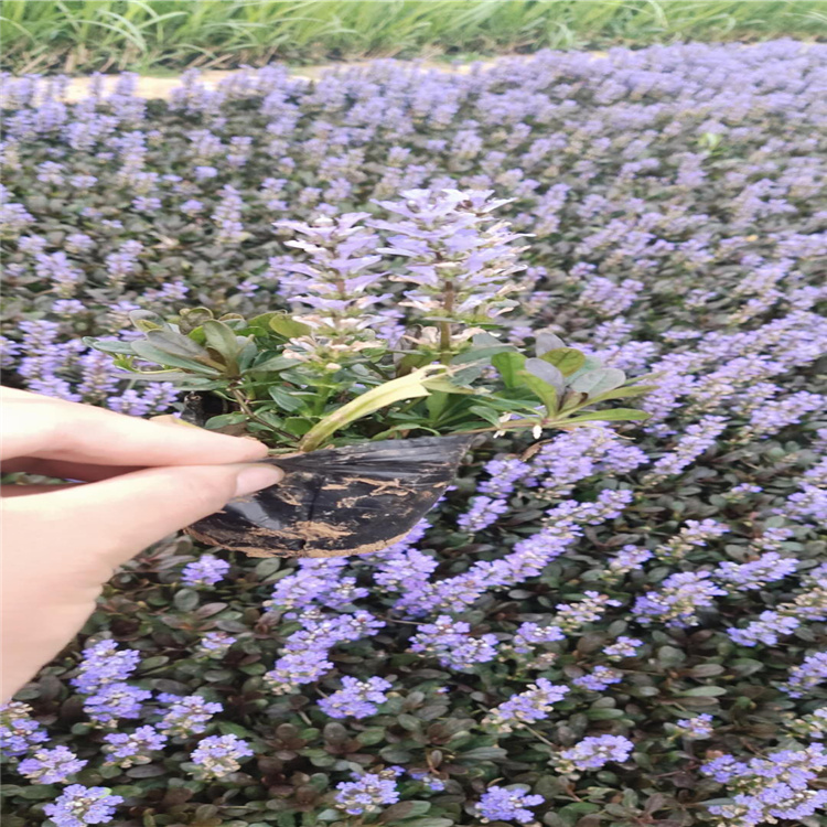 多花筋骨草 山东筋骨草基地