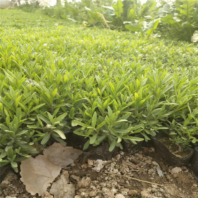 青州江瑞园艺 薰衣草 基地批发 质量好 价格实惠