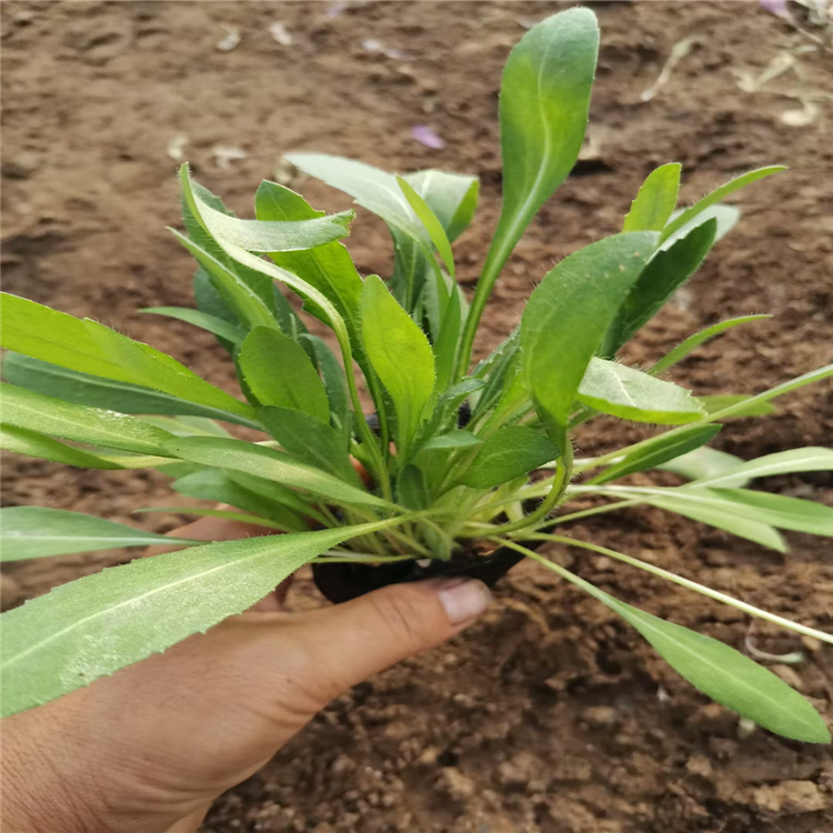 天人菊 天人菊基地 天人菊种植