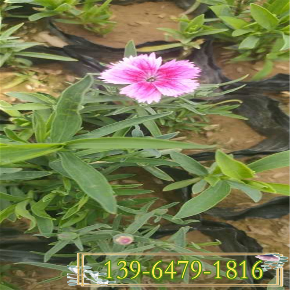 多年生宿根五彩石竹小杯苗 常夏石竹小苗 直销地被植物石竹