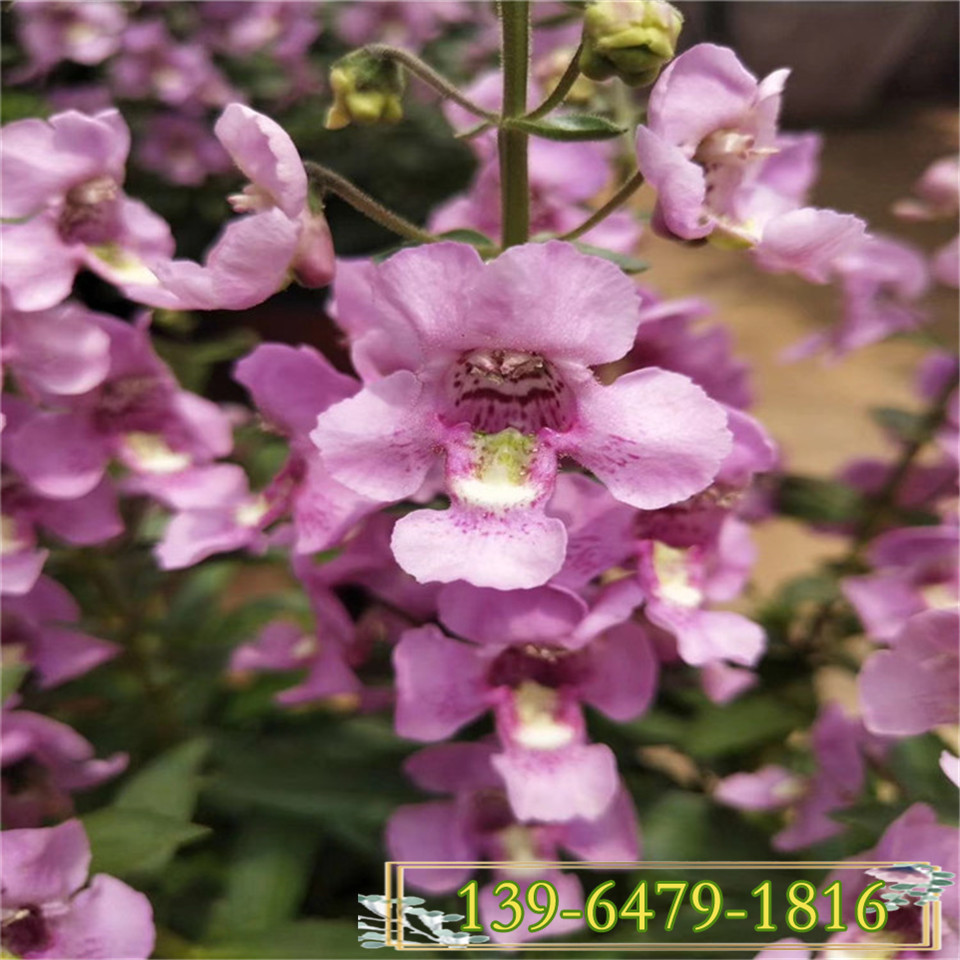 粉花香彩雀小苗 公园小区园林绿化带苗 批发容器苗香彩雀