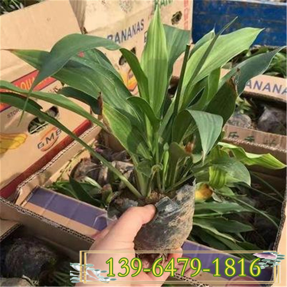  耐寒耐阴花卉白鹤仙 盆栽多芽花苗 金边玉簪花叶玉簪