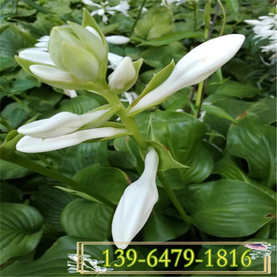 苗圃直销青叶玉簪苗 多年生花卉白花金边玉簪  紫花玉簪容器苗