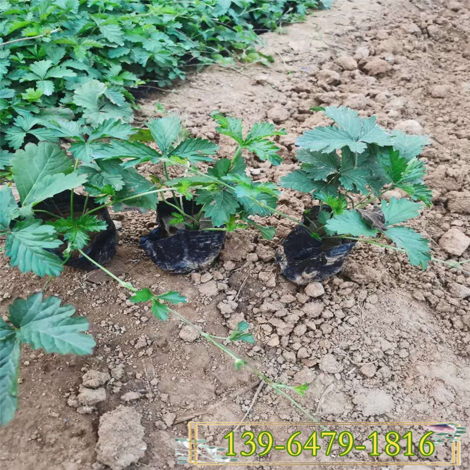 委陵菜营养钵苗报价 五叶委陵菜杯苗 三叶委陵菜护坡固土植物
