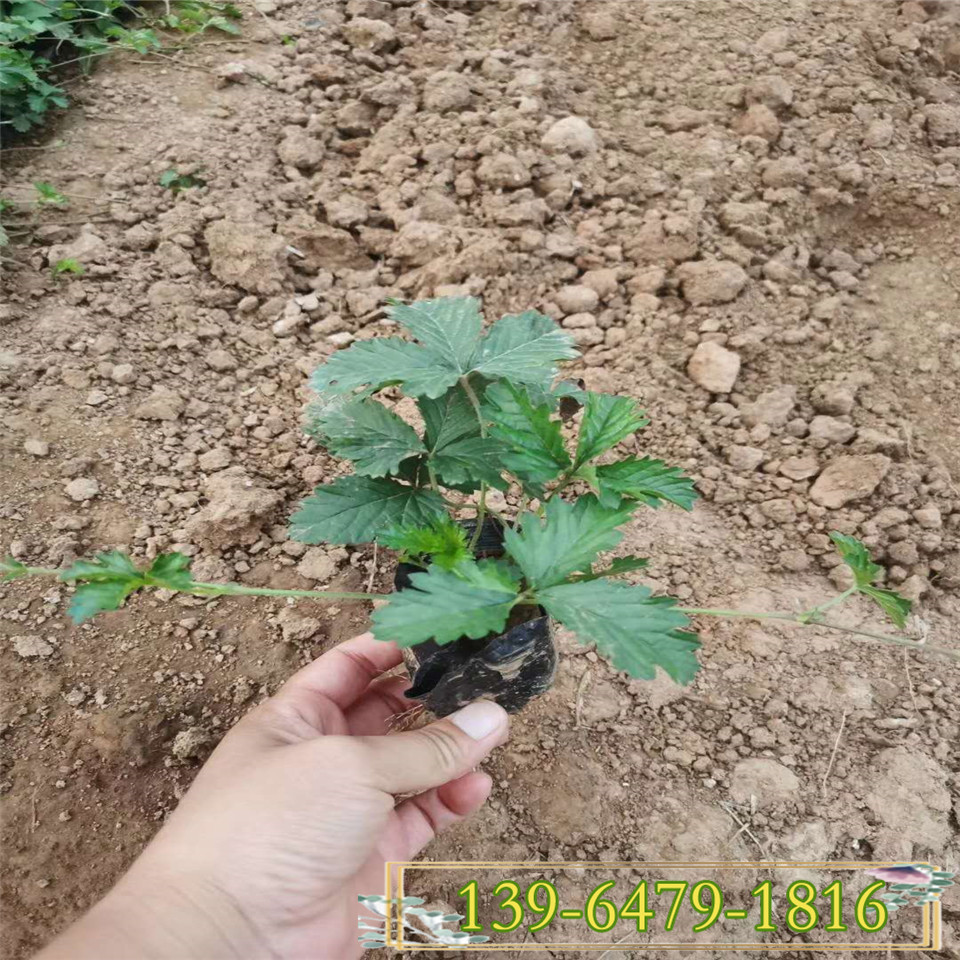 三叶委陵菜小苗 五叶委陵菜 宿根花卉青州草花 绿化工程苗