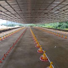 四川养鸡料线水线  小鸡自动喂料器  养鸭料线 自动喂料机  绞龙