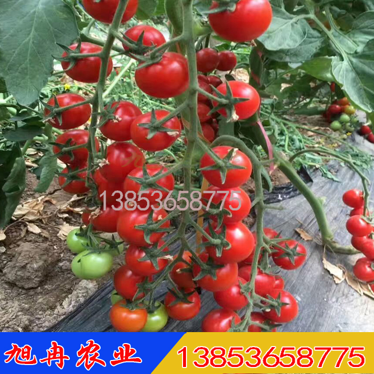 海南千禧果小柿子种子 圣女果苗 蔬菜苗 小番茄苗