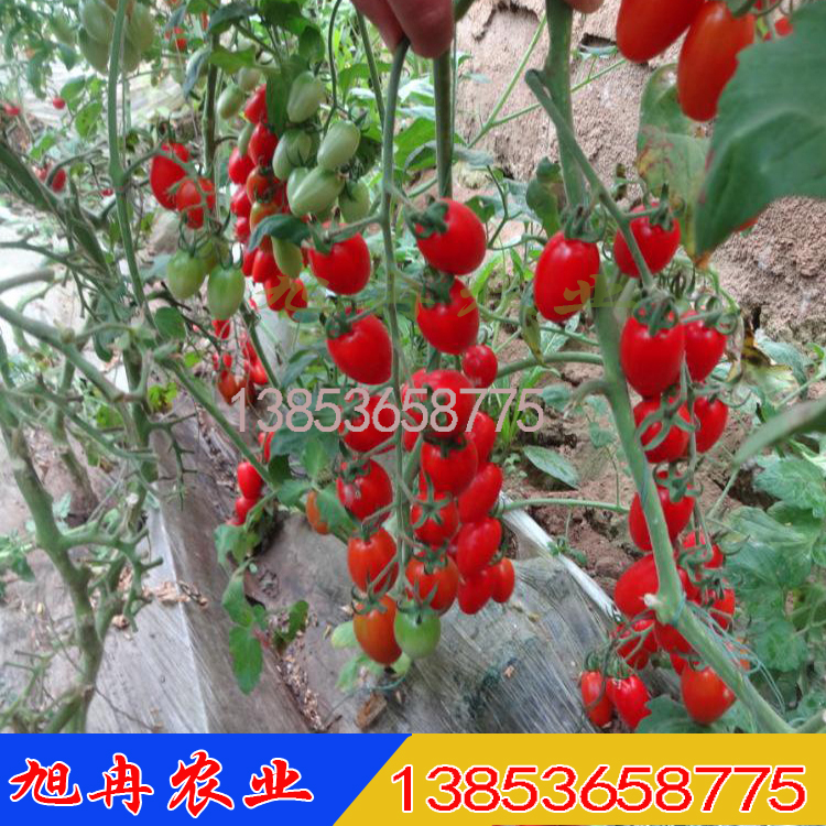 小番茄苗 樱桃西红柿苗 圣女果番茄苗 圣女果西红柿苗