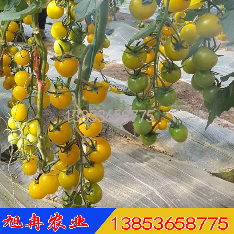  千禧小番茄苗 黄色樱桃番茄苗 圣女果西红柿苗 番茄育苗基地 西红柿批发厂家