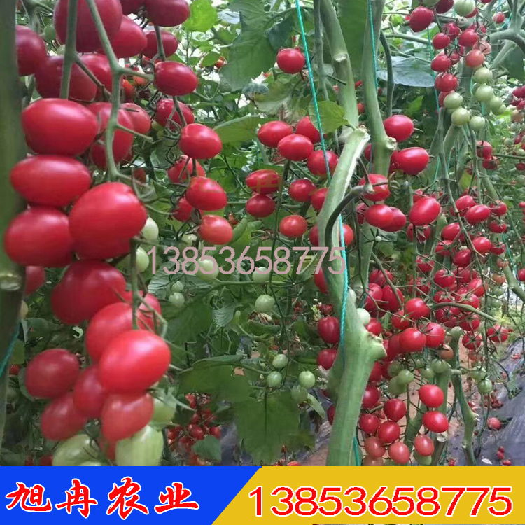 抗病毒千禧西红柿种子 越夏种植圣女果小西红柿苗