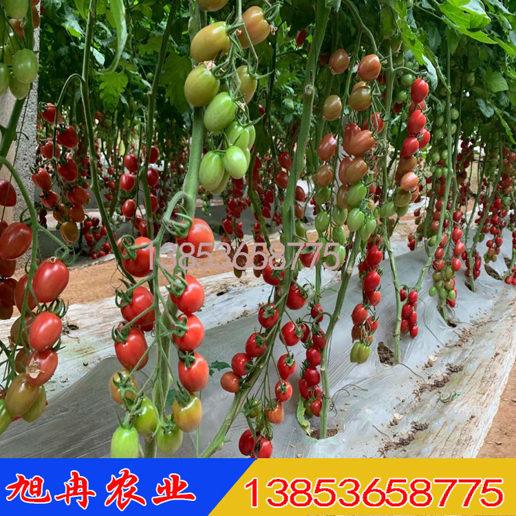 圣女果西红柿种子 千禧小番茄种子 抗病毒千禧番茄苗