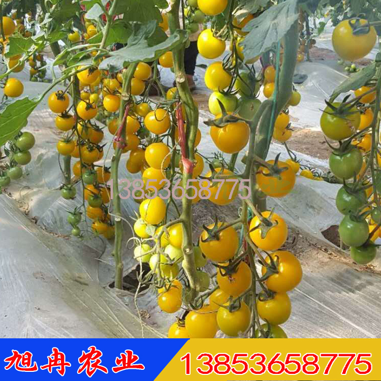 小黄樱桃西红柿种苗 夏日阳光番茄种子 圣女果西红柿苗