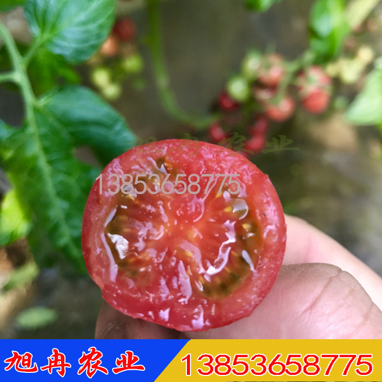 越冬高产千禧西红柿种苗 圣女果小西红柿苗 口感号耐裂含糖度高 旭冉农业