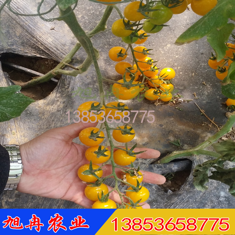 耐热抗病黄色小番茄苗 小西红柿种子 樱桃番茄种子 圣女果苗