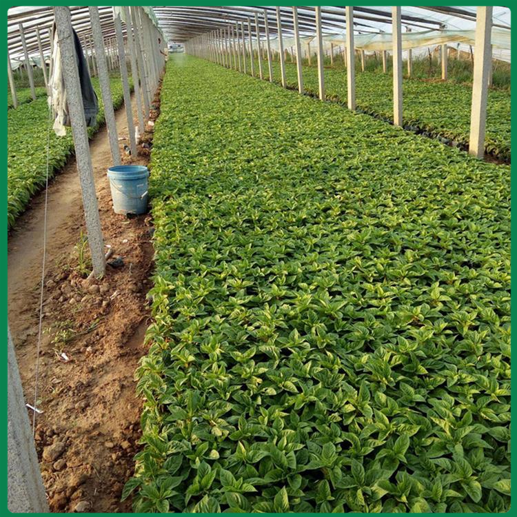 喜阳喜干马鞭草小苗 雅尼花卉种植培育 山东马鞭草批发基地