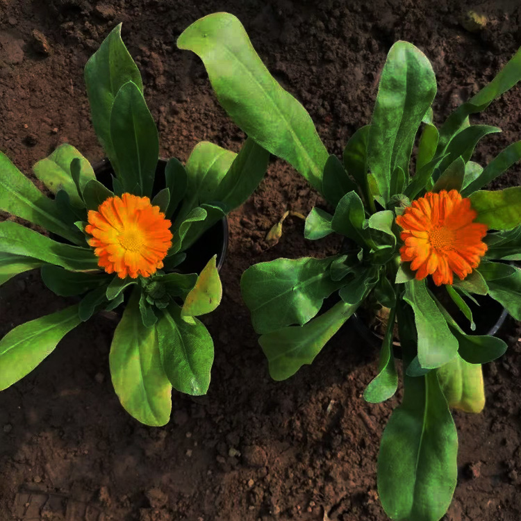 金盏菊价格 金盏菊出售 金盏菊种植基地  夏杰花卉