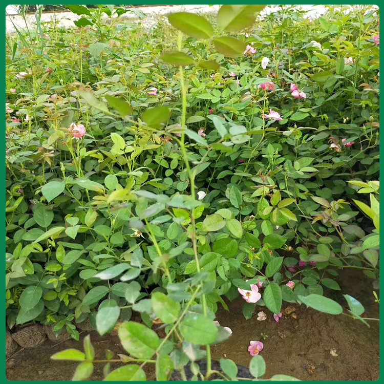 月季 大花月季小苗 基地直供优良月季种苗 双亚花卉