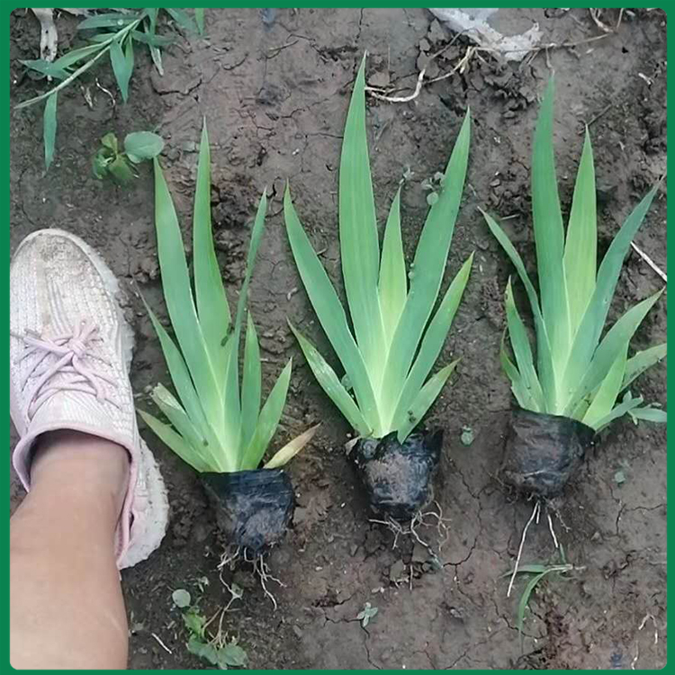 水生鸢尾苗 常绿水生植物 双亚批发
