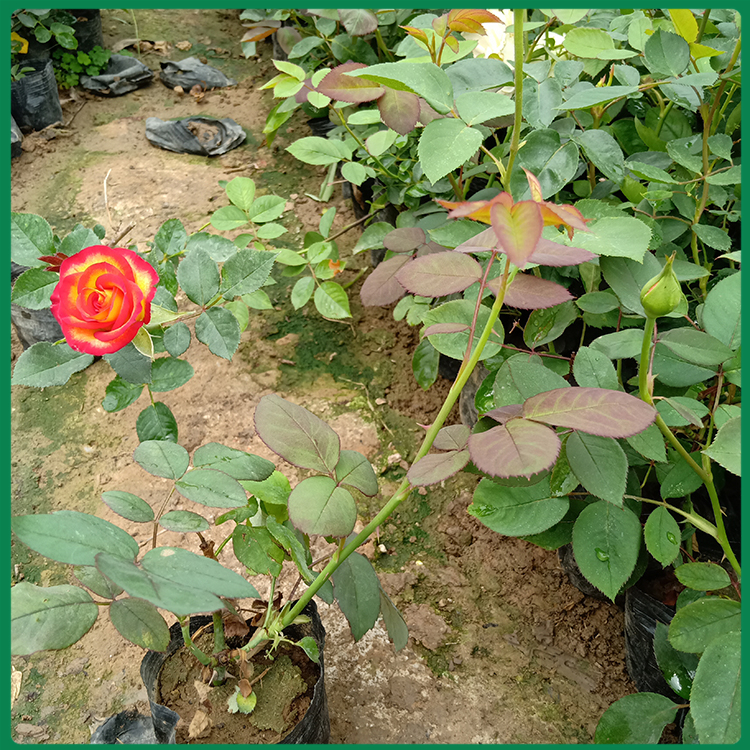 月季 大花月季小苗 优良月季种苗 双亚花卉 基地直供