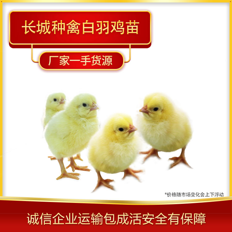 遵化长城种禽白羽鸡苗孵化基地大量白羽鸡苗销售
