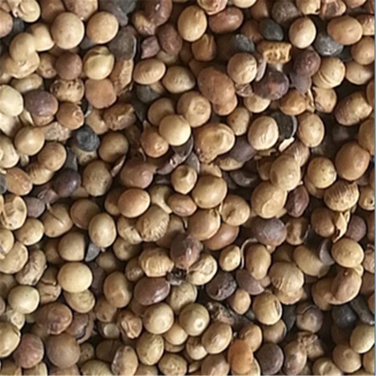 常年供应有机肥受损黄豆   苗木用大豆肥料 港口受损大豆 欢迎选购