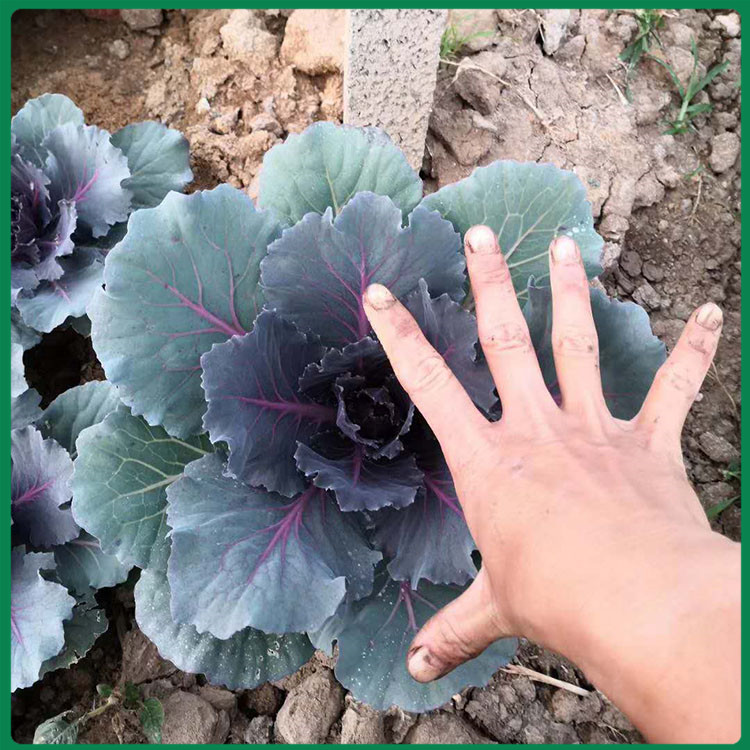 久顺花卉羽衣甘蓝价格实惠 羽衣甘蓝小苗批发