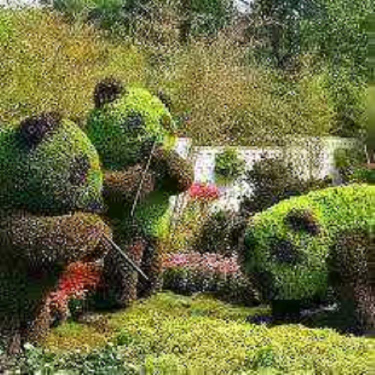 久顺苗圃出售五色草绿化苗 五色草绿化苗价格 欢迎来电
