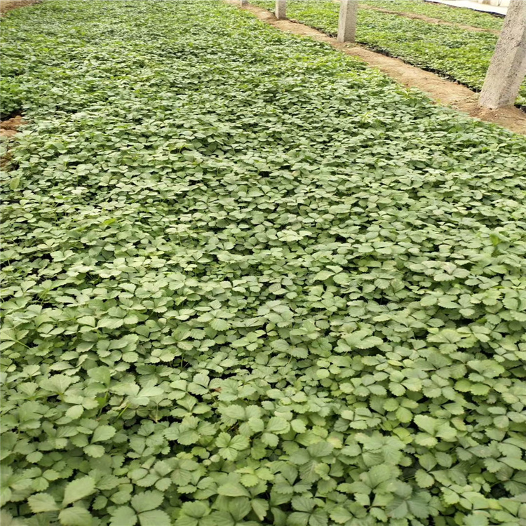 批发宿根花卉草本蛇莓 多年生地被蛇莓 出售盆栽蛇莓