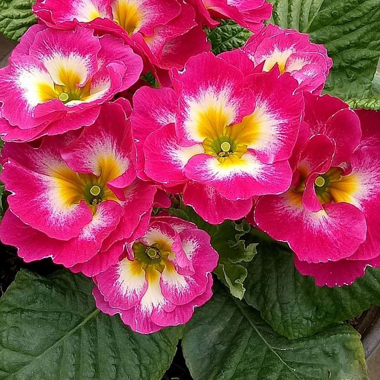 报春花成品苗  春季观赏花卉盆栽  报春花盆栽 带花苞出售