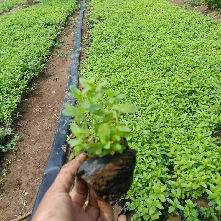 冠森 大量供应千屈菜    水生植物 河边湖畔绿化用 价格优惠 欢迎咨询