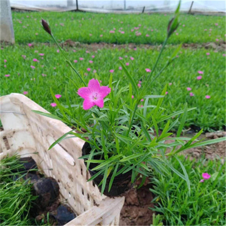 涵香花卉 花海欧石竹批发 山东草花基地 量大优惠