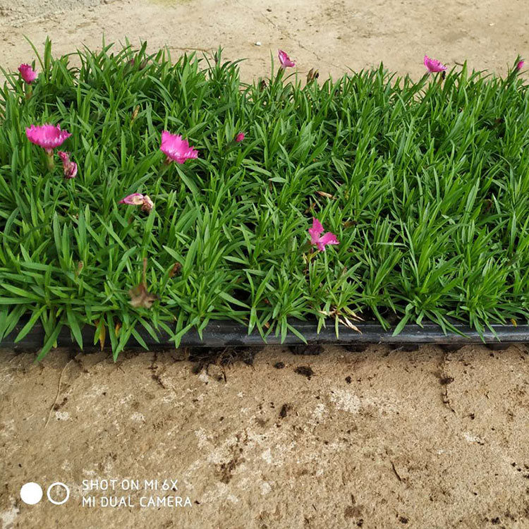 苗圃基地批发 欧石竹销售 山东欧石竹