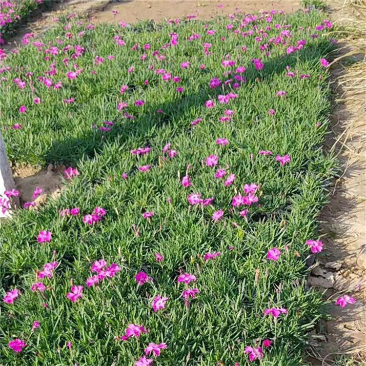 订购优惠 观赏花卉欧石竹 青州批发欧石竹