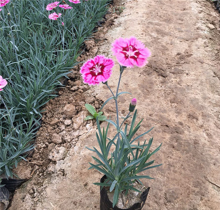 彩虹石竹 青州花海苗彩虹石竹批发 量大从优