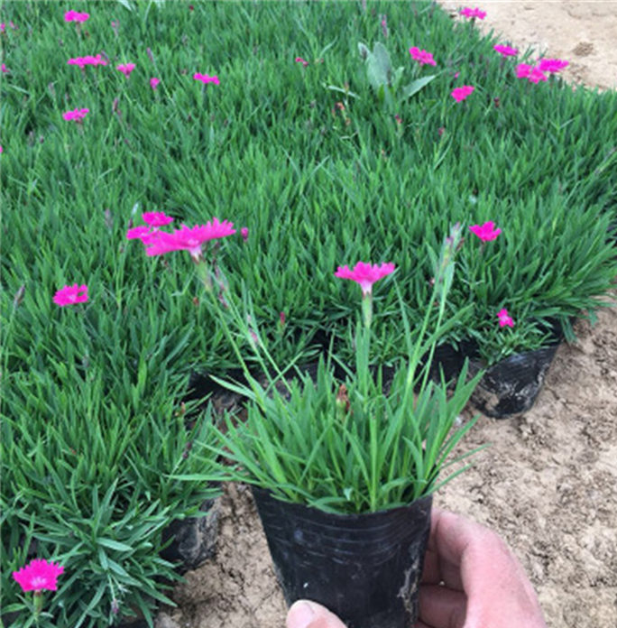 基地供应 观赏花卉欧石竹 山东欧石竹价格