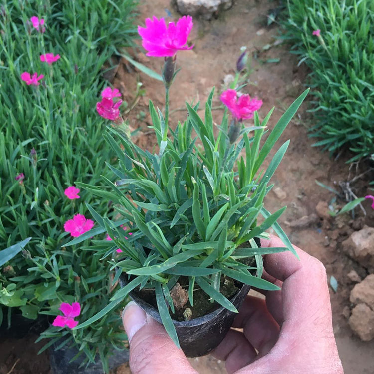 彩虹石竹 山东批发欧石竹
